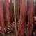 【卤味】里脊肉带筋猪里脊肉猪肉里脊麻辣口味