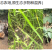 山东潍坊市安丘市榛子林下散养土鸡蛋***********