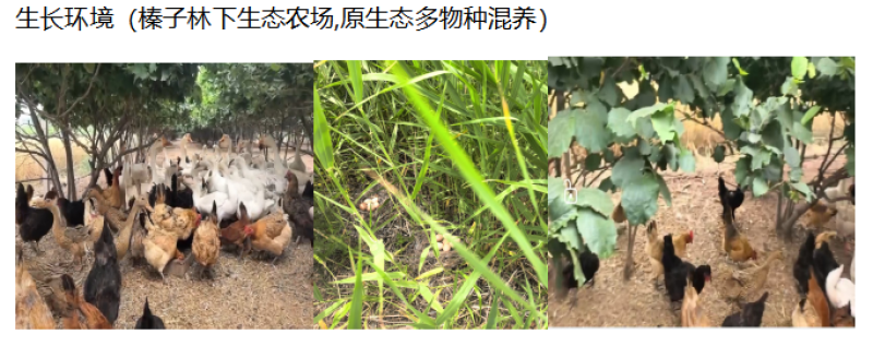 山东潍坊市安丘市榛子林下散养土鸡蛋***********