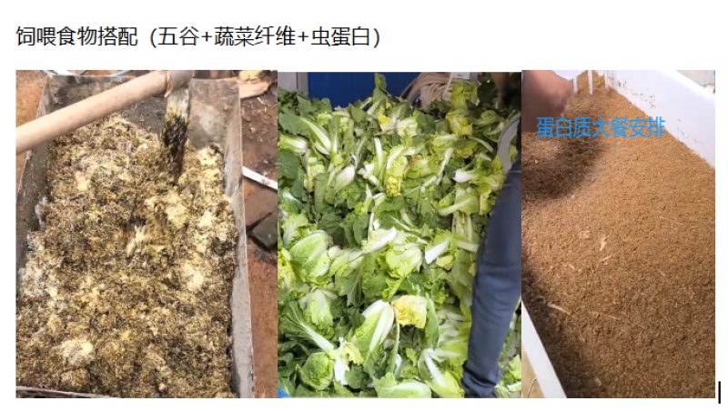 山东潍坊市安丘市榛子林下散养土鸡蛋***********