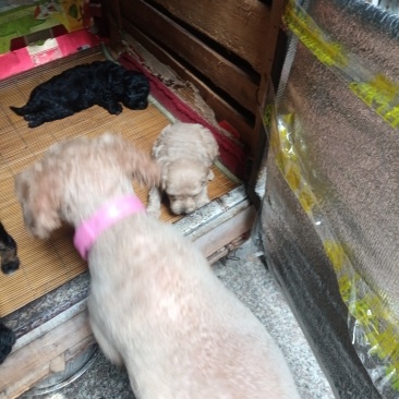 狗狗泰迪犬自家养的一手货源
