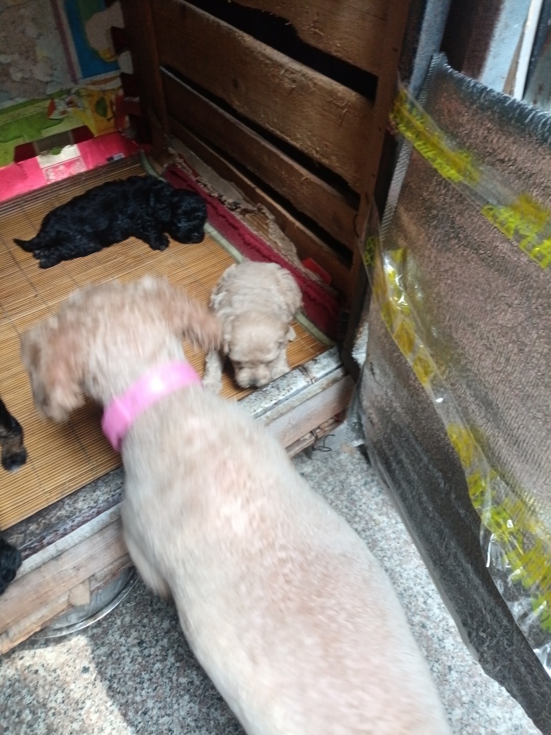 狗狗泰迪犬自家养的一手货源