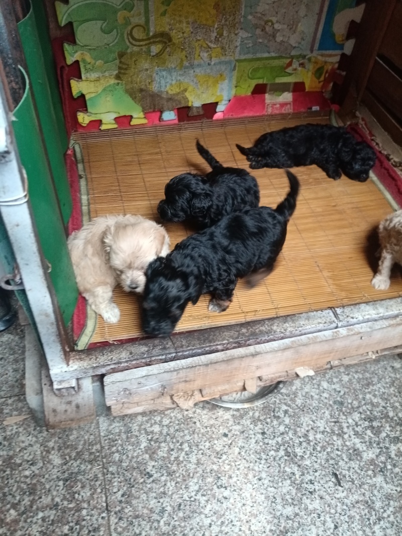 狗狗泰迪犬自家养的一手货源