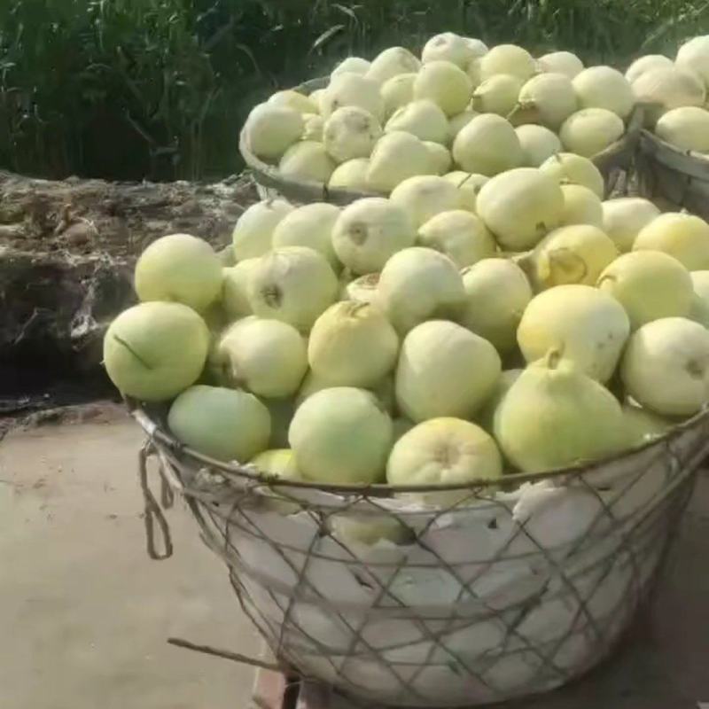 绿宝甜宝