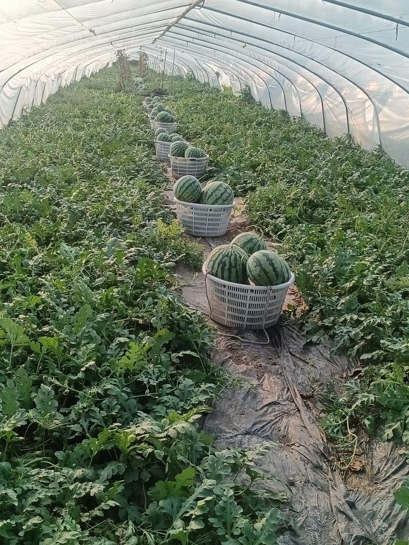 大棚美都，二茬