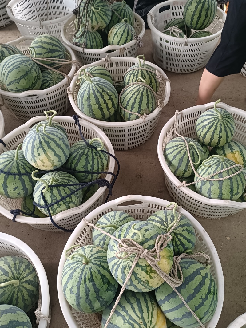 大棚美都，二茬