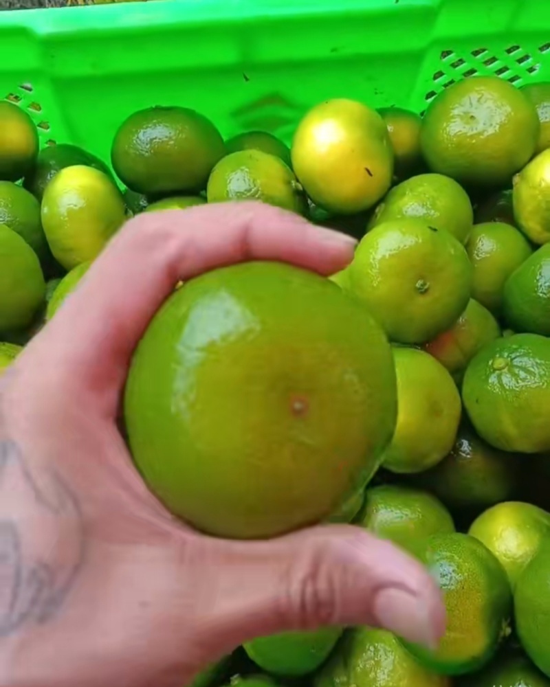 云南蜜橘高山早熟蜜橘货源充足量大从优联系