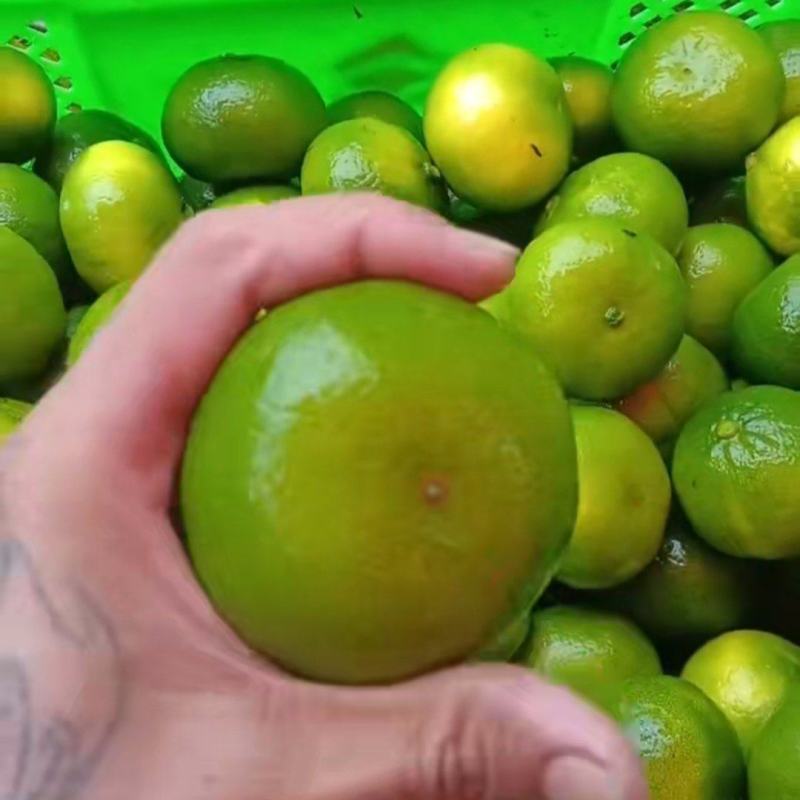 云南蜜橘高山早熟蜜橘货源充足量大从优联系