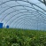 全钢架种植养殖大棚源头厂家直销品质保证欢迎定制