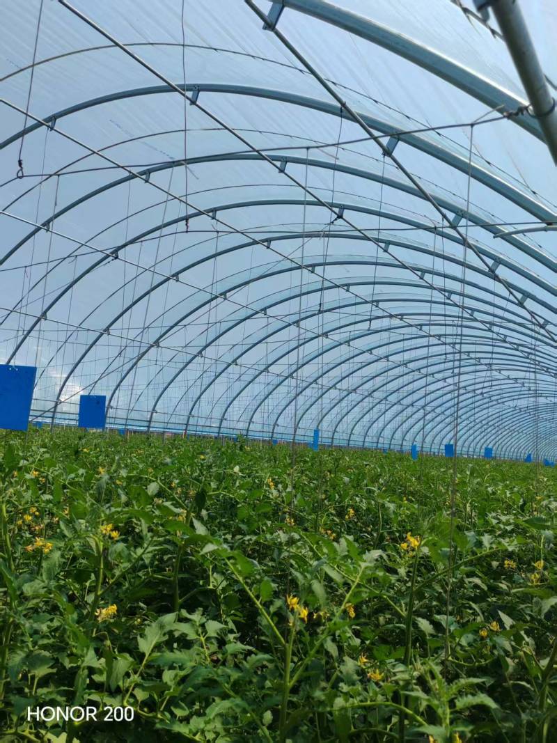 全钢架种植养殖大棚源头厂家直销品质保证欢迎定制