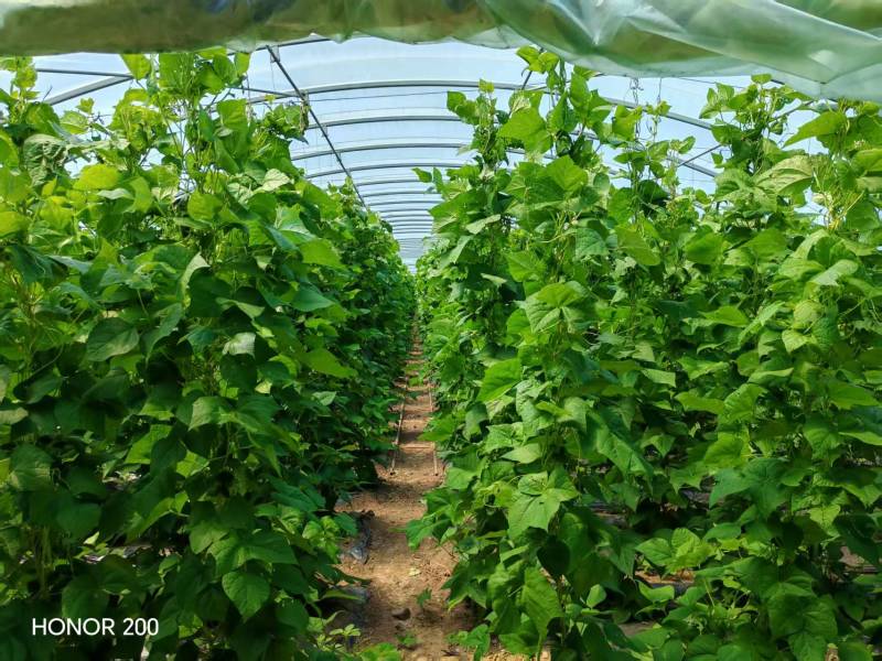 全钢架种植养殖大棚源头厂家直销品质保证欢迎定制