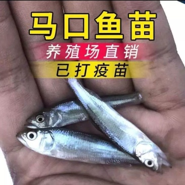 全雄马口鱼苗一手货源基地直销鱼苗健康提供技术指导