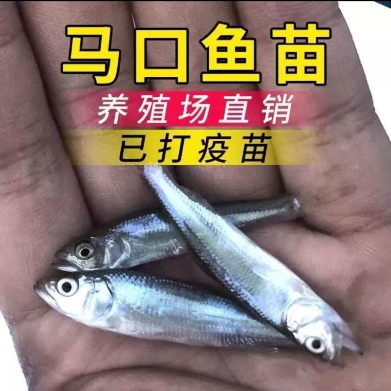 全雄马口鱼苗一手货源基地直销鱼苗健康提供技术指导