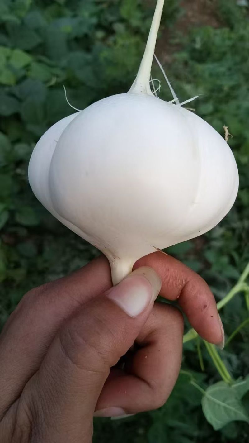 凉薯