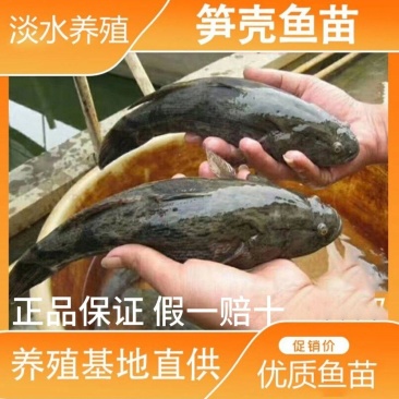 泰国杂交笋壳鱼苗笋壳鱼苗一手货源基地直销提供技术指导