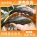 泰国杂交笋壳鱼苗笋壳鱼苗一手货源基地直销提供技术指导