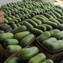 精品冬瓜产地供应量大从优质量保证诚信经营欢迎咨询