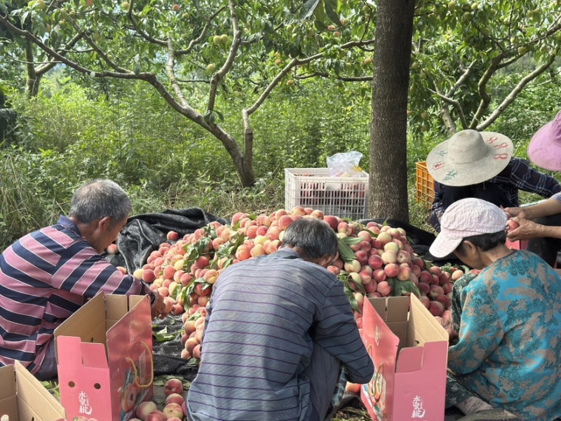 巴中晚湖景水蜜桃产地直销巴中凤头山桃园