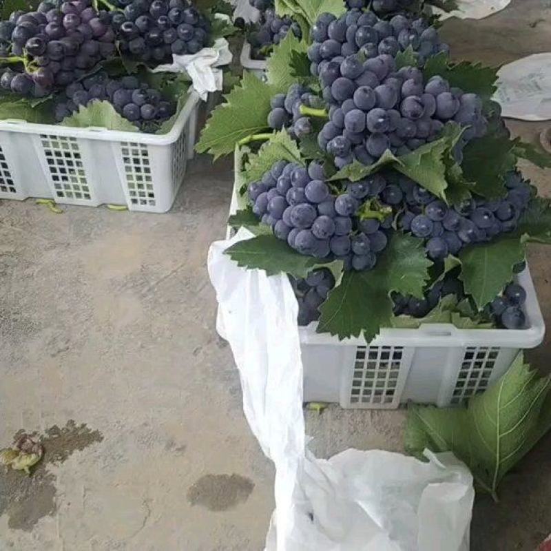 巨峰葡萄