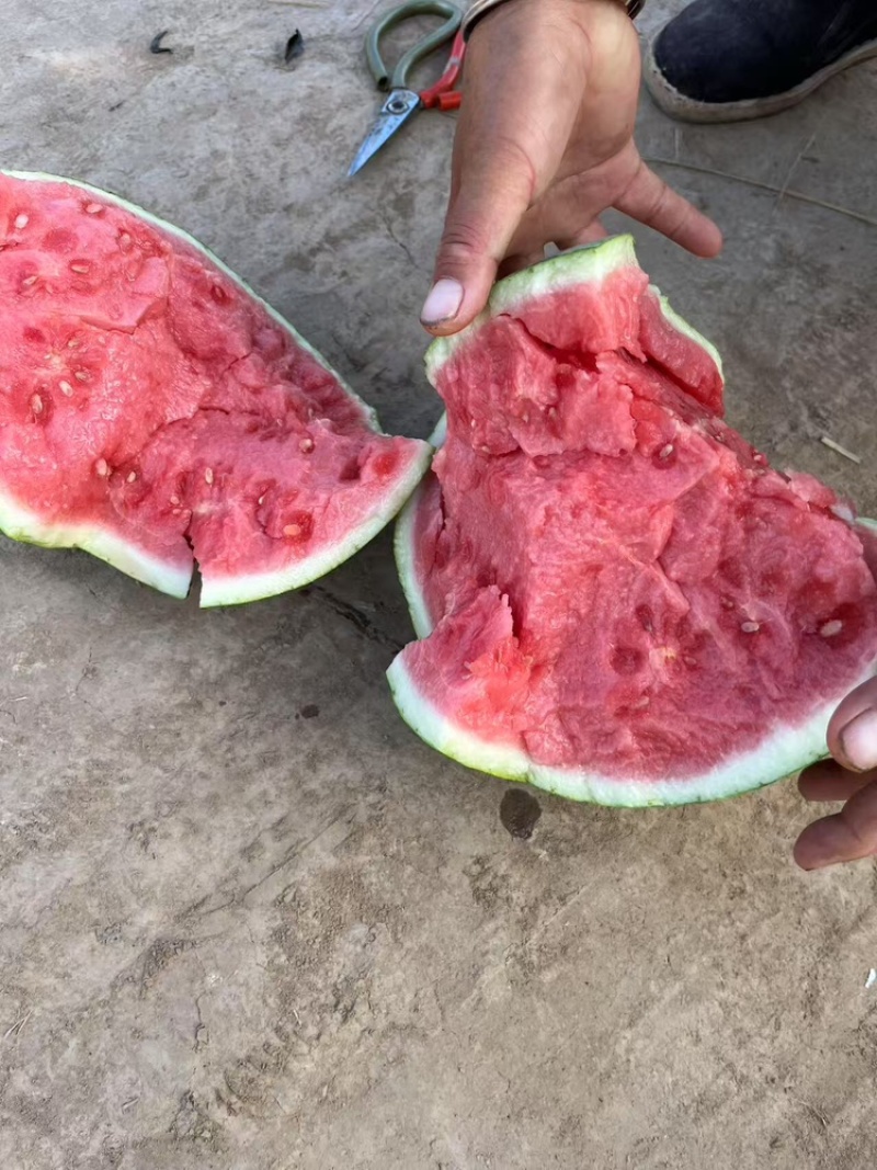 无子美都，品质保证，产地直销，欢迎老板选购