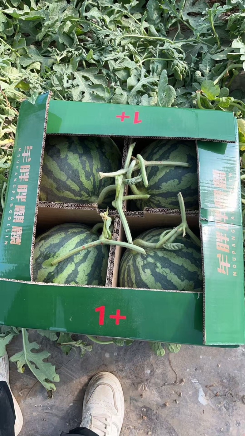 无子美都，品质保证，产地直销，欢迎老板选购