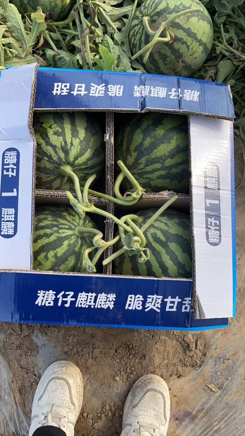 无子美都，品质保证，产地直销，欢迎老板选购