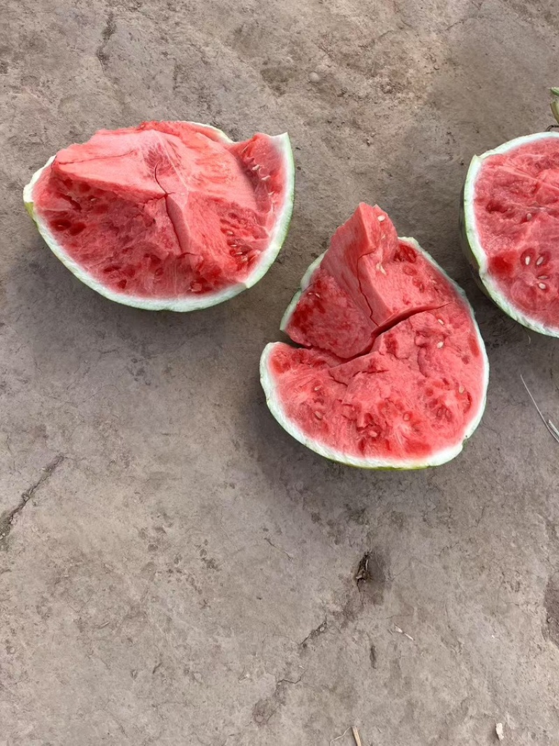 无子美都，品质保证，产地直销，欢迎老板选购