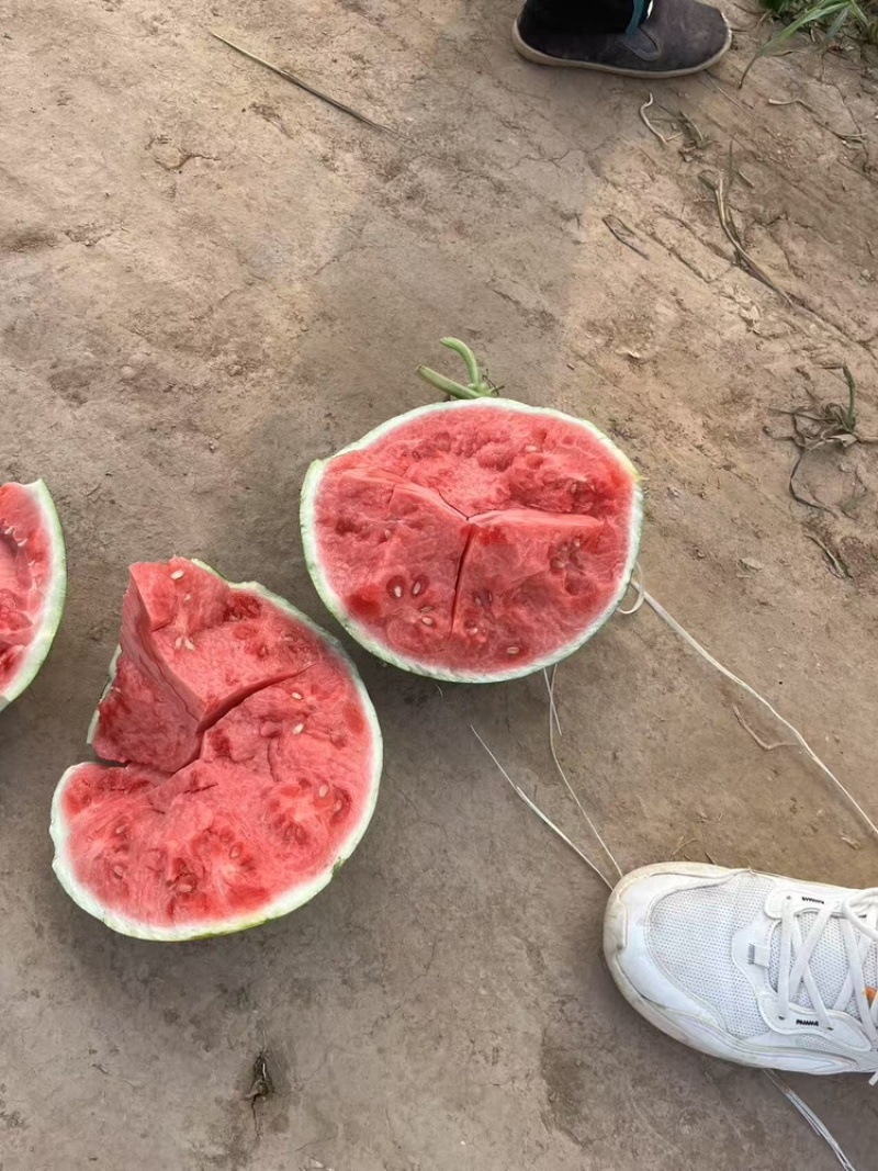 无子美都，品质保证，产地直销，欢迎老板选购