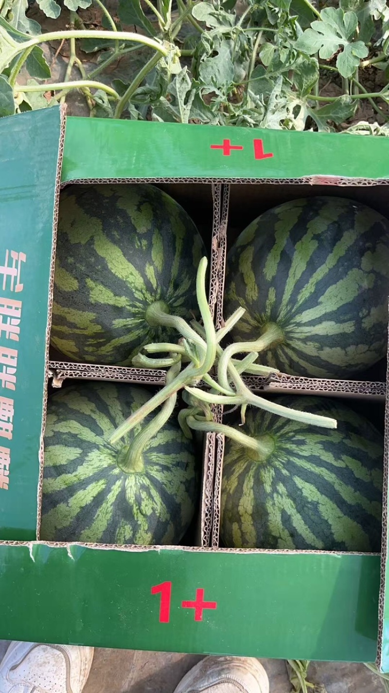 无子美都，品质保证，产地直销，欢迎老板选购