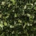 益母草妇科千金草纯野生批发零售价格优惠欢迎来电