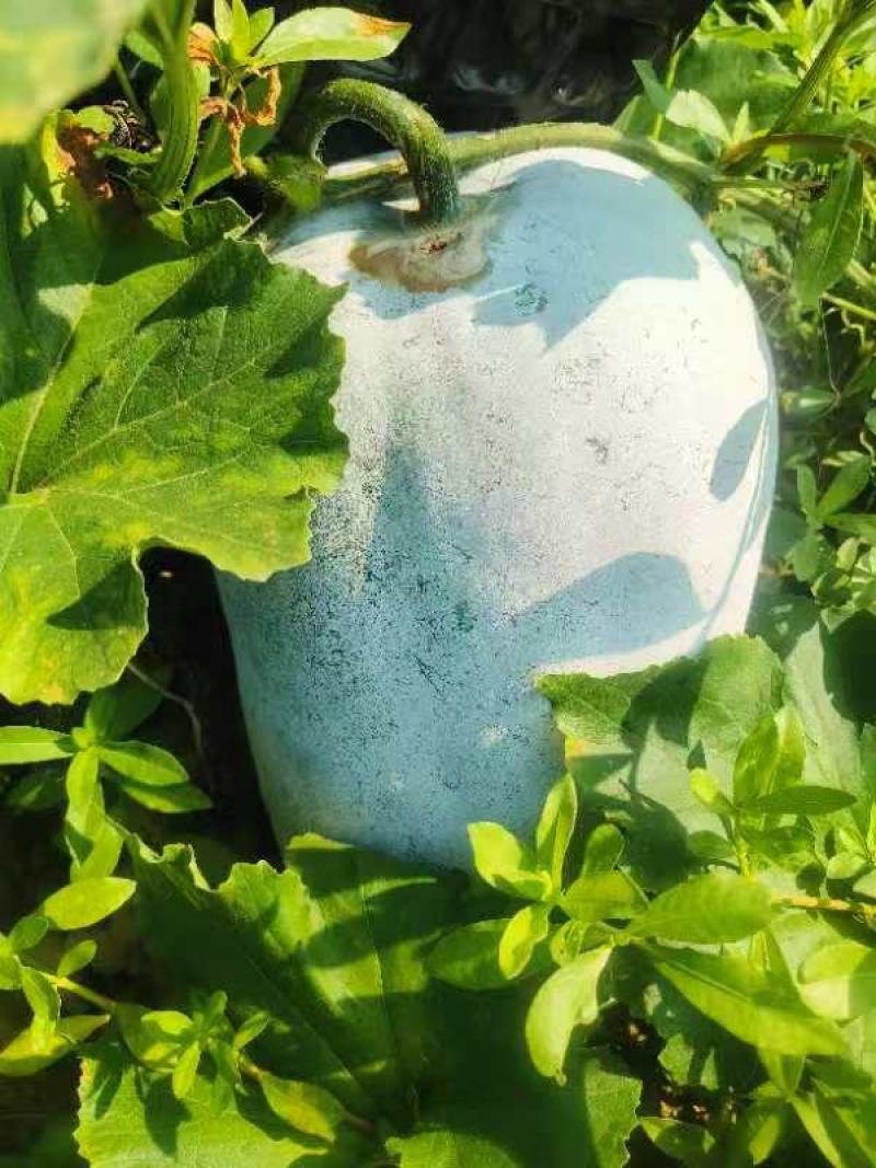 白灰，银灰地冬瓜