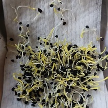 金乡二红洋葱种子产地直供全国发货量大从优支持视频看货欢迎