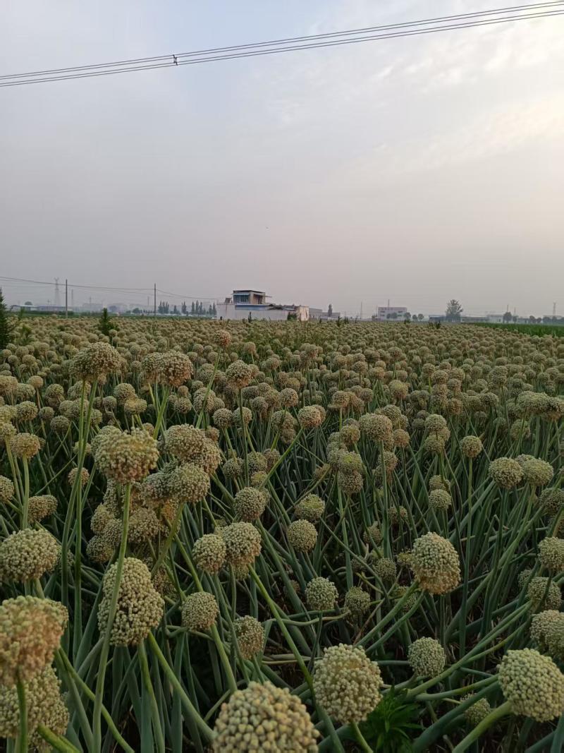 金乡二红洋葱种子产地直供全国发货量大从优支持视频看货欢迎
