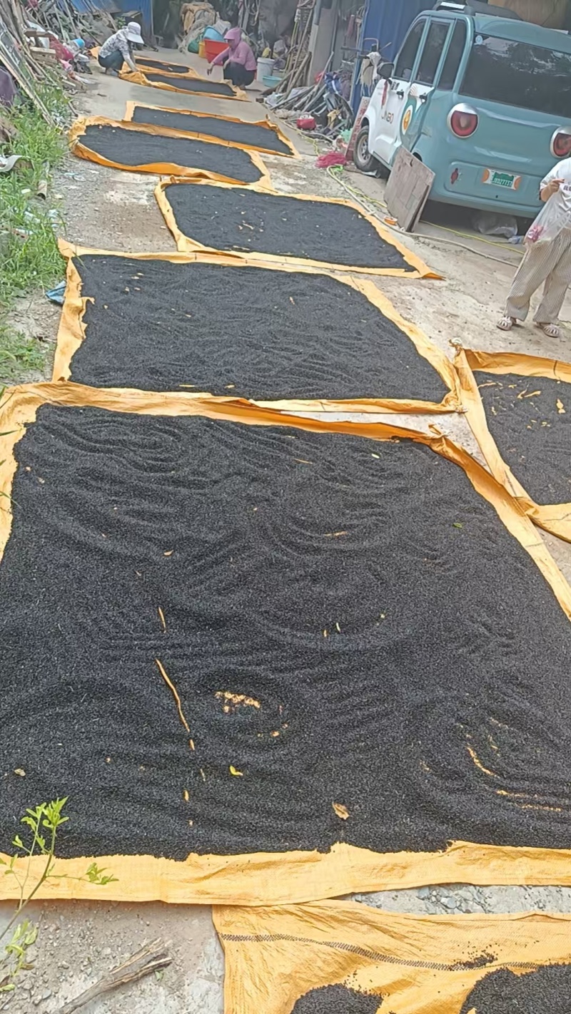 金乡二红洋葱种子产地直供全国发货量大从优支持视频看货欢迎