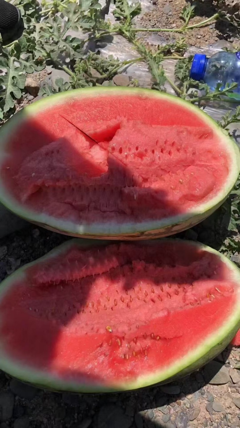 硒砂瓜，石头瓜一手货源，产地直销，对接全国