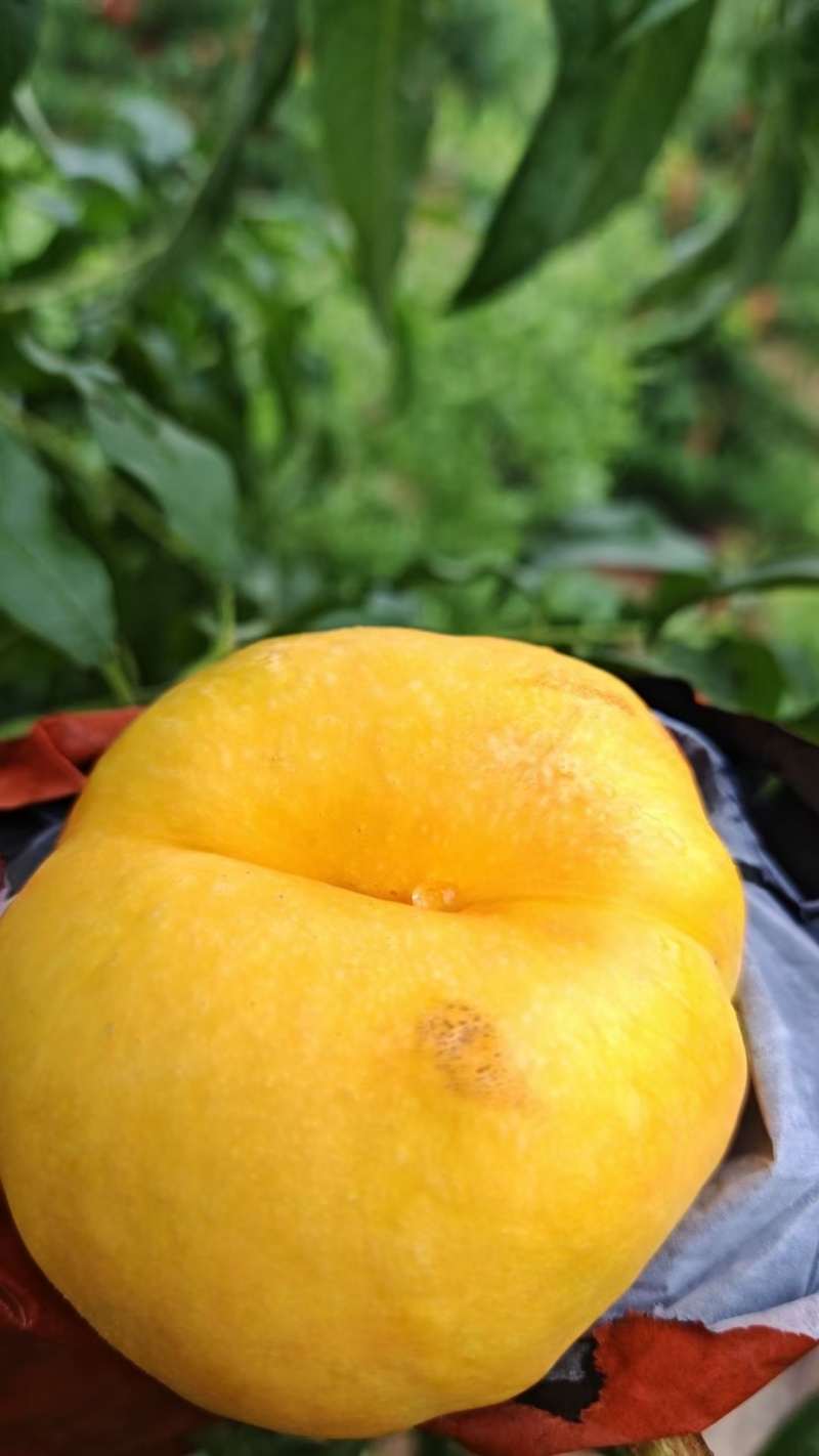 精品油蟠九，超甜大果，口感香甜，桃香浓厚