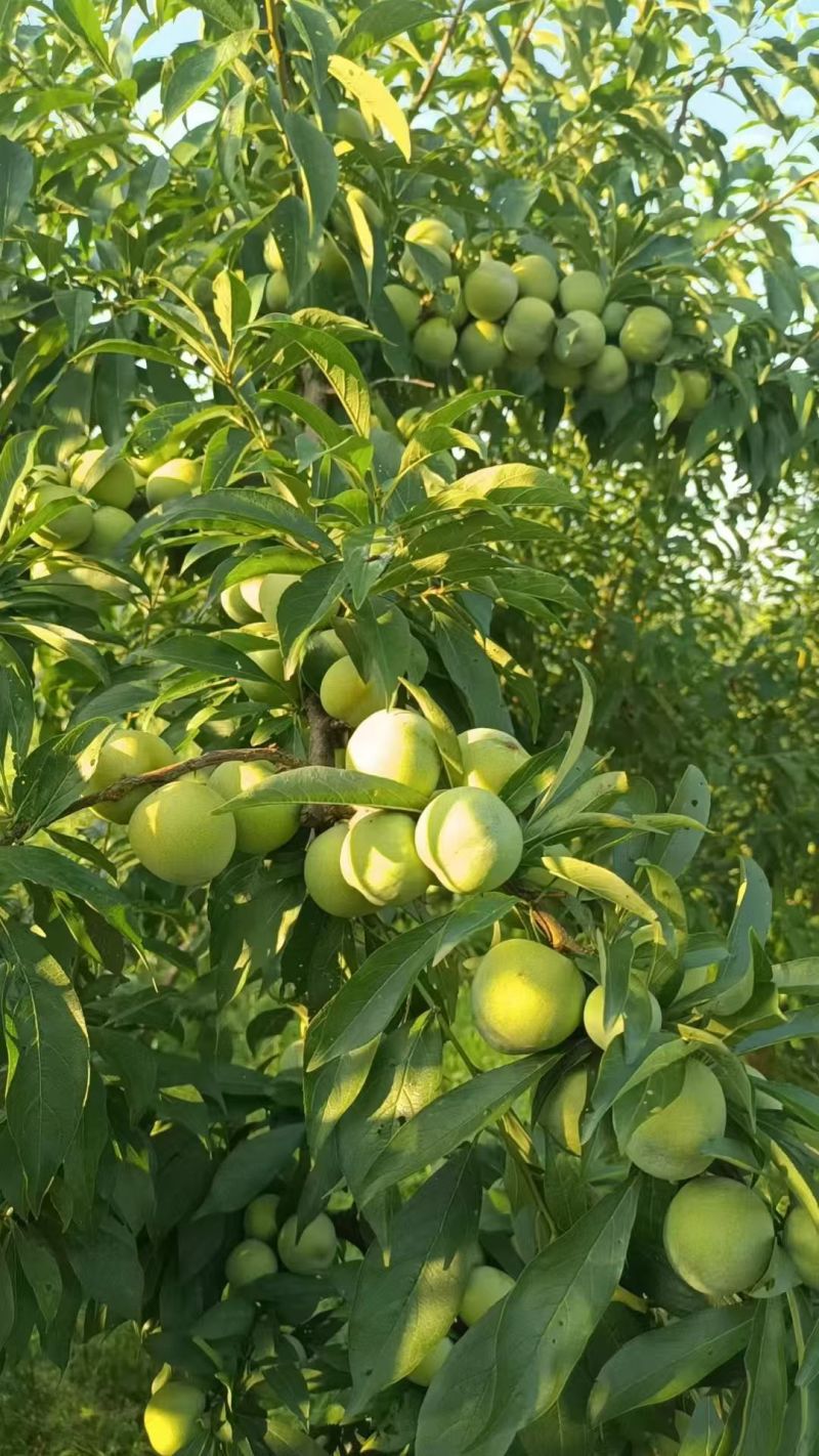 重庆青脆李开园了，李子大量上市一手货源，无杂味纯甜
