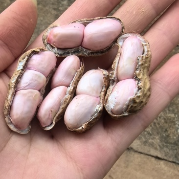 湿花生，颗粒饱满，大量有货