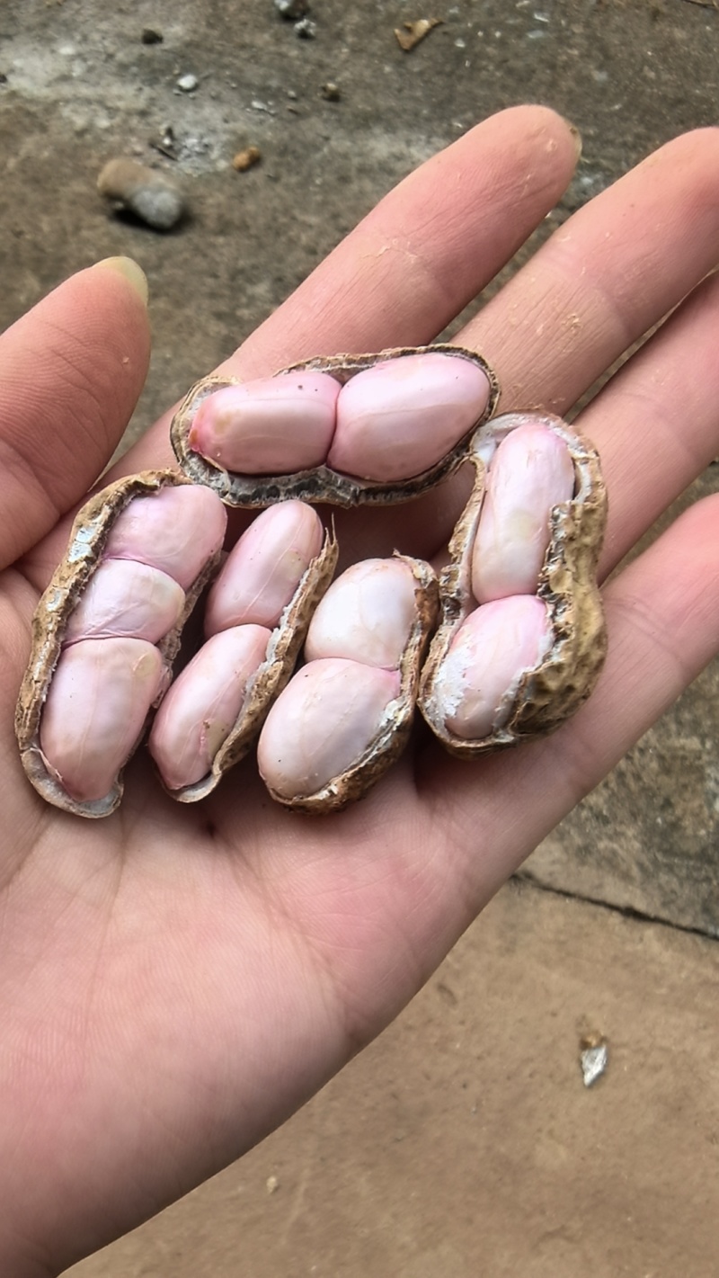湿花生，颗粒饱满，大量有货
