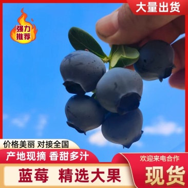 蓝莓全年有货品质保证服务周到产地直销