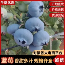 蓝莓品质保证服务周到产地直发欢迎老板咨询