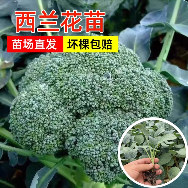 西兰花苗山东西兰花苗基地直发量大从优欢迎下单