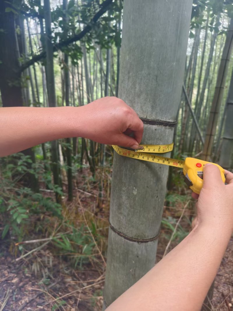湖北毛竹楠竹竹子产地直供野生高山9米长欢迎联