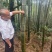 湖北毛竹楠竹竹子产地直供野生高山9米长欢迎联