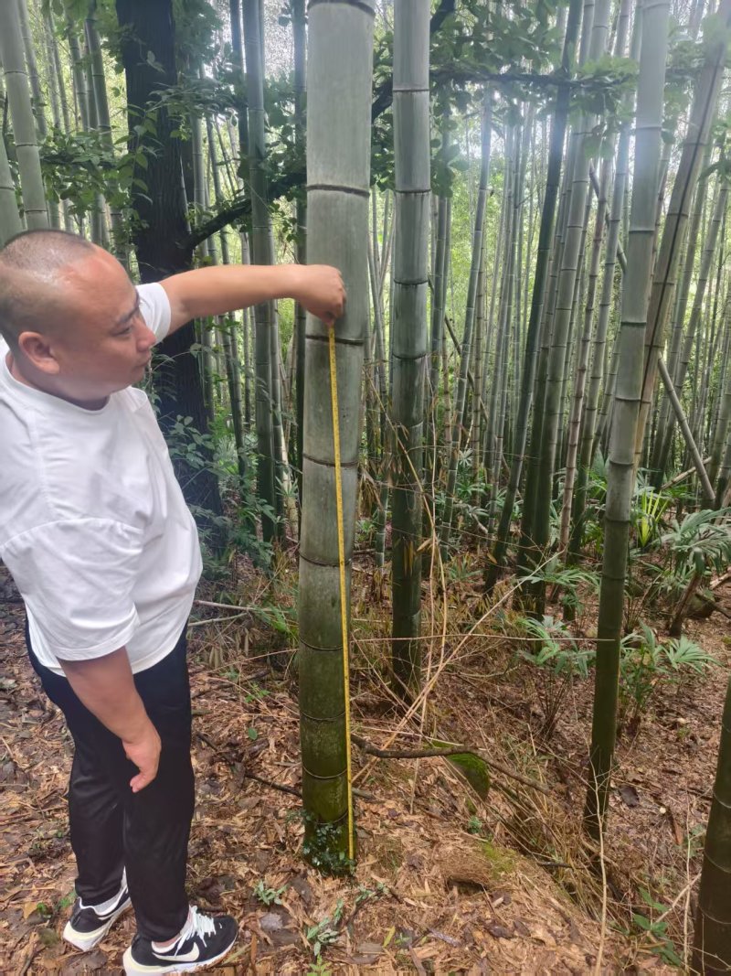 湖北毛竹楠竹竹子产地直供野生高山9米长欢迎联