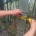 湖北毛竹楠竹竹子产地直供野生高山9米长欢迎联