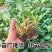 【花菜苗】有机花菜苗苗圃直发提供技术欢迎咨询