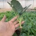 【花菜苗】有机花菜苗苗圃直发提供技术欢迎咨询