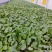 【花菜苗】有机花菜苗苗圃直发提供技术欢迎咨询