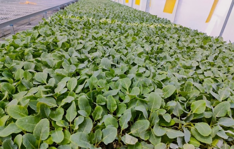 【花菜苗】有机花菜苗苗圃直发提供技术欢迎咨询